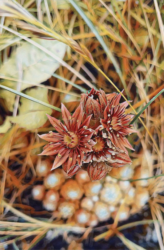 Art poster print featuring a close-up photograph of autumnal wild blooms with earthy red and orange colors, with a blurred background.