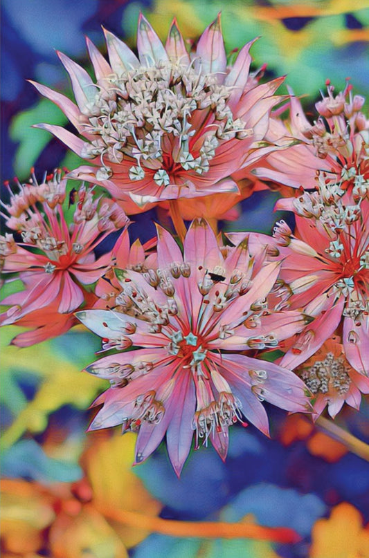 Gardens of Dunedin Pink Blush Starburst Florals Art Poster Print
